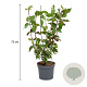 Cornus mas 50-60 cm 3,5L