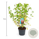 Cornus sang. 'Midwinter Fire' 50-60 cm 3,5L