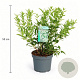 Deutzia gracilis 30-40 cm 3,5L