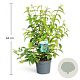 Deutzia hybrida 'Strawberry Fields' 50-60 cm 3,5L