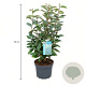 Elaeagnus ebbingei 40-50 cm 3,5L