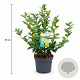 Forsythia 'Goldrausch' 50-60 cm 3,5L