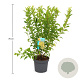 Forsythia int. Week-End 50-60 cm 3,5L