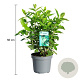 Hydrangea pan. 'Limelight' 40-50 cm 3,5L