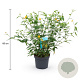 Kerria jap. 'Pleniflora' 40-50 cm 3,5L