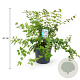 Kolkwitzia amabilis 40-50 cm 3,5L