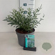 Perovskia 'Blue Spire' 20-30 cm 3,5L