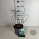 Perovskia 'Blue Spire' 20-30 cm 3,5L