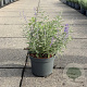 Perovskia 'Blue Spire' 20-30 cm 3,5L