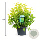 Philadelphus cor. 'Aureus' 30-40 cm 3,5L