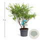 Spiraea arguta 50-60 cm 3,5L