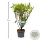 Spiraea billardii 50-60 cm 3,5L