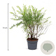 Spiraea cinerea 'Grefsheim' 50-60 cm 3,5L
