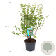 Symphoricarpos d. 'Mother of Pearl' 50-60 cm 3,5L