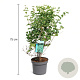 Symphoricarpos d. 'White Hedge' 50-60 cm 3,5L