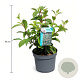 Viburnum bodn. 'Dawn' 30-40 cm 3,5L