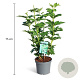 Viburnum opulus 'Roseum' 50-60 cm 3,5L