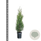Thuja occidentalis 'King of Brabant' 100-125 cm 4,0L