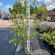 Amelanchier arborea 'Robin Hill' 150-175 cm 15L