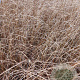 Carex buchananii GM 2,0L