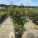 Elaeagnus ebb. 'Compacta' 100-125 cm 20L