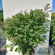 Euonymus alat. 'Compactus' 80-100 cm 20L