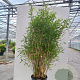 Fargesia mur. 'Sunshine' 100-125 cm 20L