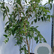 Heptacodium miconioides 125-150 cm 25L