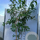 Heptacodium miconioides 150-175 cm 25L