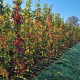 Liquidambar s. 'SlenderSilhouette' 200-250 cm met kluit 6-8 spil