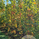 Liquidambar s. 'SlenderSilhouette' 200-250 cm met kluit 6-8 spil
