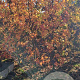 Liquidambar s. 'Worplesdon' 200-250 cm met kluit 6-8 spil