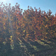 Liquidambar s. 'Worplesdon' 200-250 cm met kluit 6-8 spil