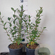 Ligustrum vulgare 30-40 cm 2,0L