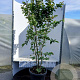 Parrotia persica 'Vanessa' 150-175 cm 35L solitair