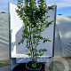Parrotia persica 'Vanessa' 150-175 cm 35L solitair