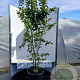 Parrotia persica 'Vanessa' 150-175 cm 35L solitair