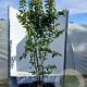 Parrotia persica 'Vanessa' 150-175 cm 35L solitair