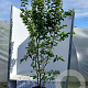 Parrotia persica 'Vanessa' 175-200 cm cont. 55L solitair