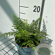Polystichum setiferum GM 2,0L