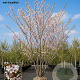Prunus yedoensis 400-450 cm draadkluit meerstammig 200-250 diameter