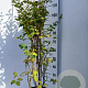 Syringa Dark Purple 100-125 cm 15L