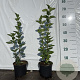 Syringa vulgaris 30-40 cm 2,0L