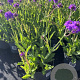 Verbena rigida GM 2,0L