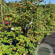 Viburnum opulus 100-125 cm 20L