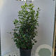 Viburnum tinus 80-100 cm 20L
