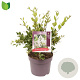 Ligustrum lucidum 50-60 cm 7,5L