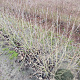 Aronia melanocarpa 80-100 cm met kluit struik