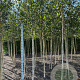 Betula utilis jacquemontii 10-12 HO wortelgoed