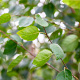 Betula utilis jacquemontii 6-8 cm wortelgoed geveerd